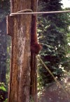 Orangutan at Sepilok Rehabilitation Centre

Trip: Brunei to Bangkok
Entry: More Orangutans
Date Taken: 26 Nov/03
Country: Malaysia
Taken By: Laura
Viewed: 1427 times